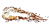 vor